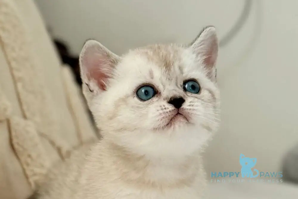 Bloom Munchkin female black tabby pointed live animals