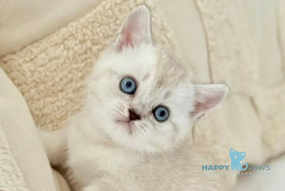 Bloom Munchkin female black tabby pointed live animals