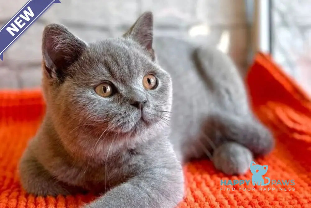 Blue Bear British Shorthair male blue - live animals