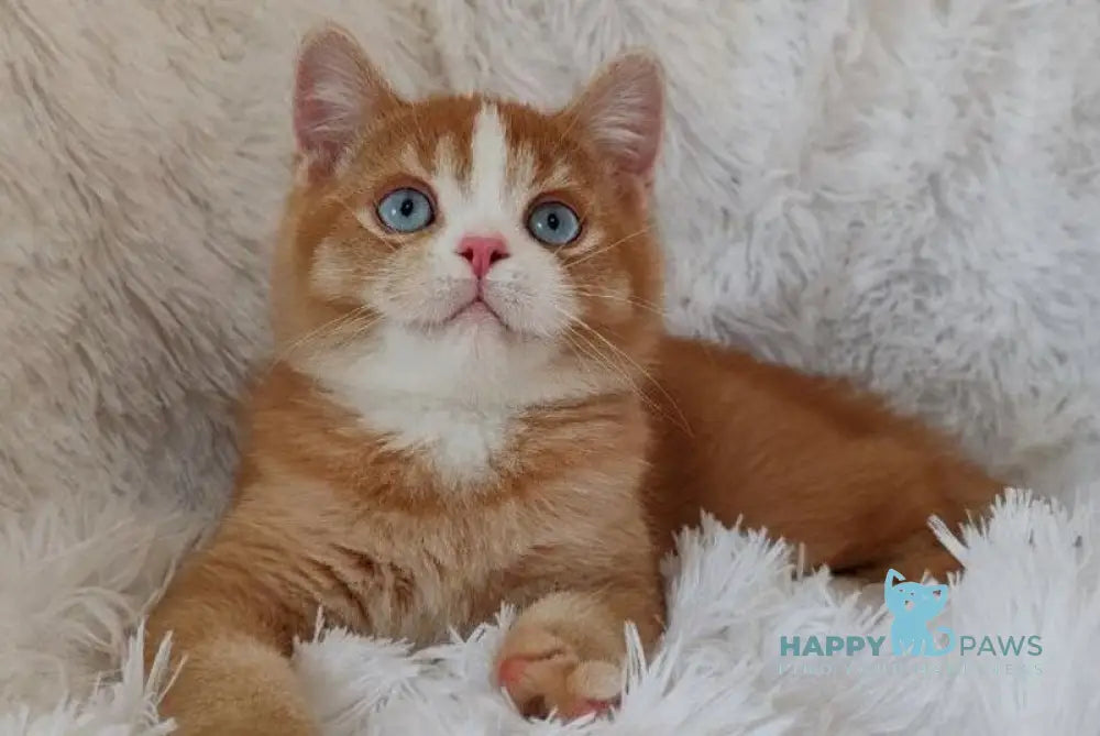 Bob British Shorthair male red live animals