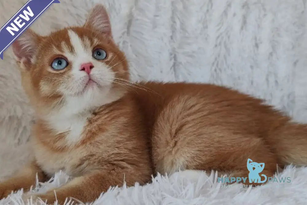 Bob British Shorthair male red live animals