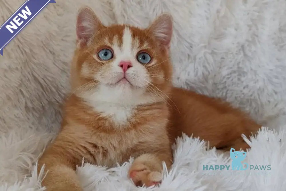 Bob British Shorthair male red live animals