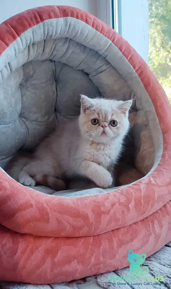 Bob Exotic male cream - live animals