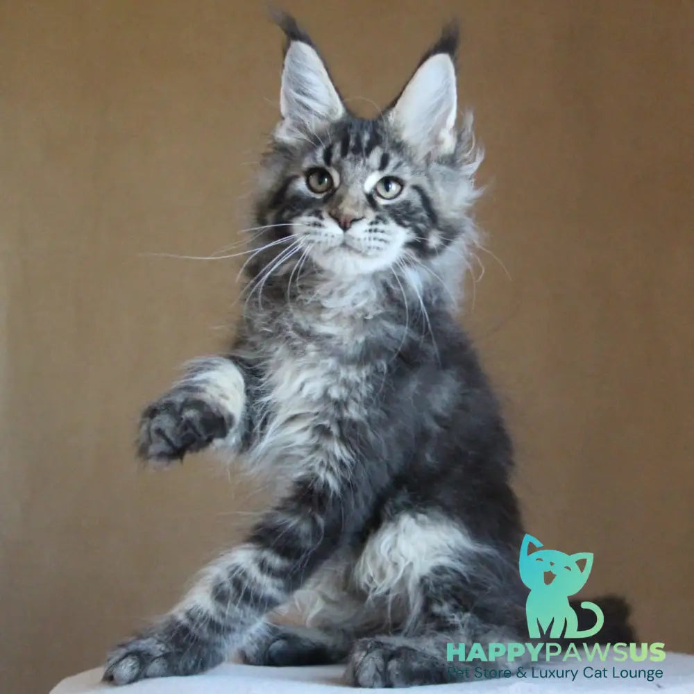 Bogard Maine Coon male black tabby - live animals