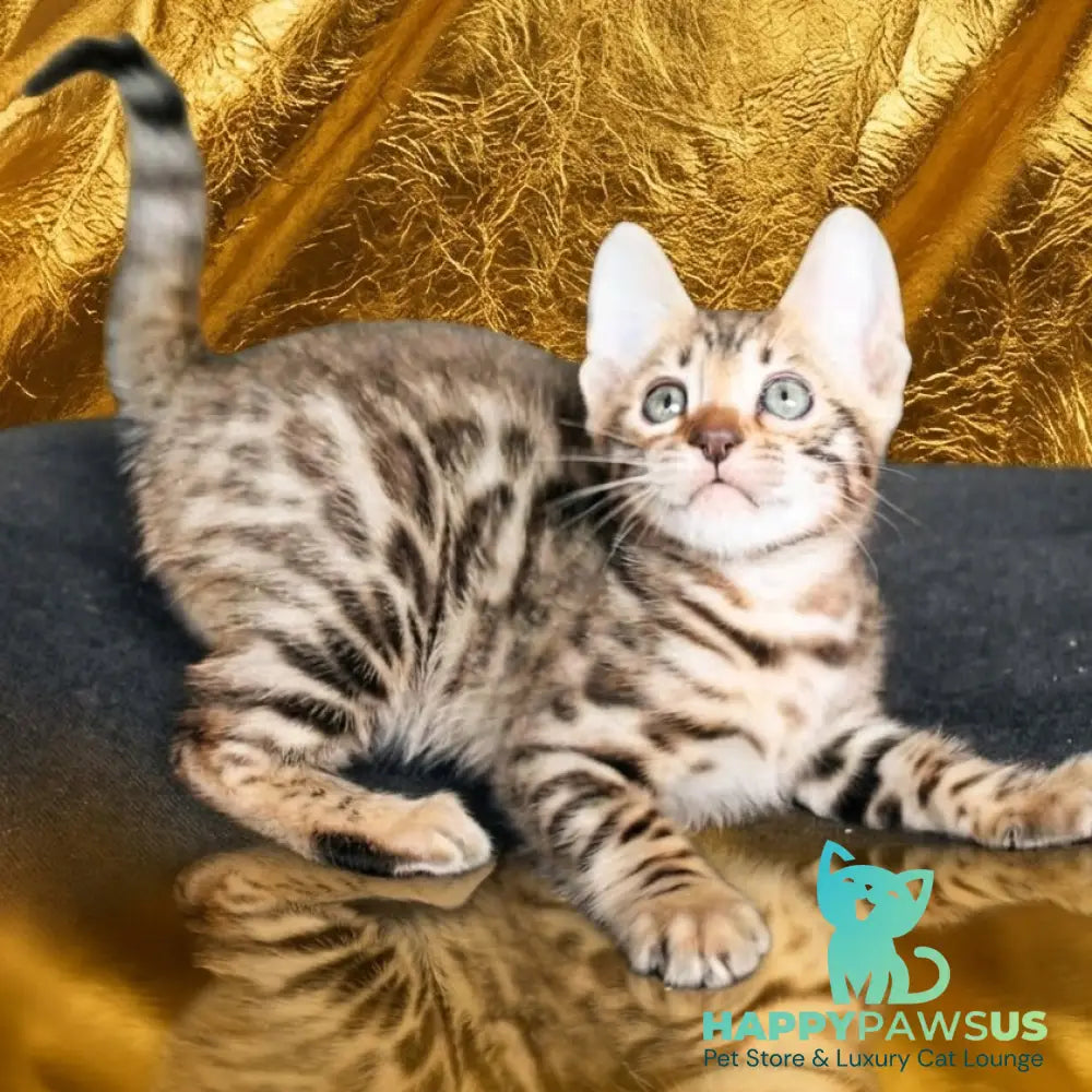 Bohemia Bengal female black spotted tabby - live animals
