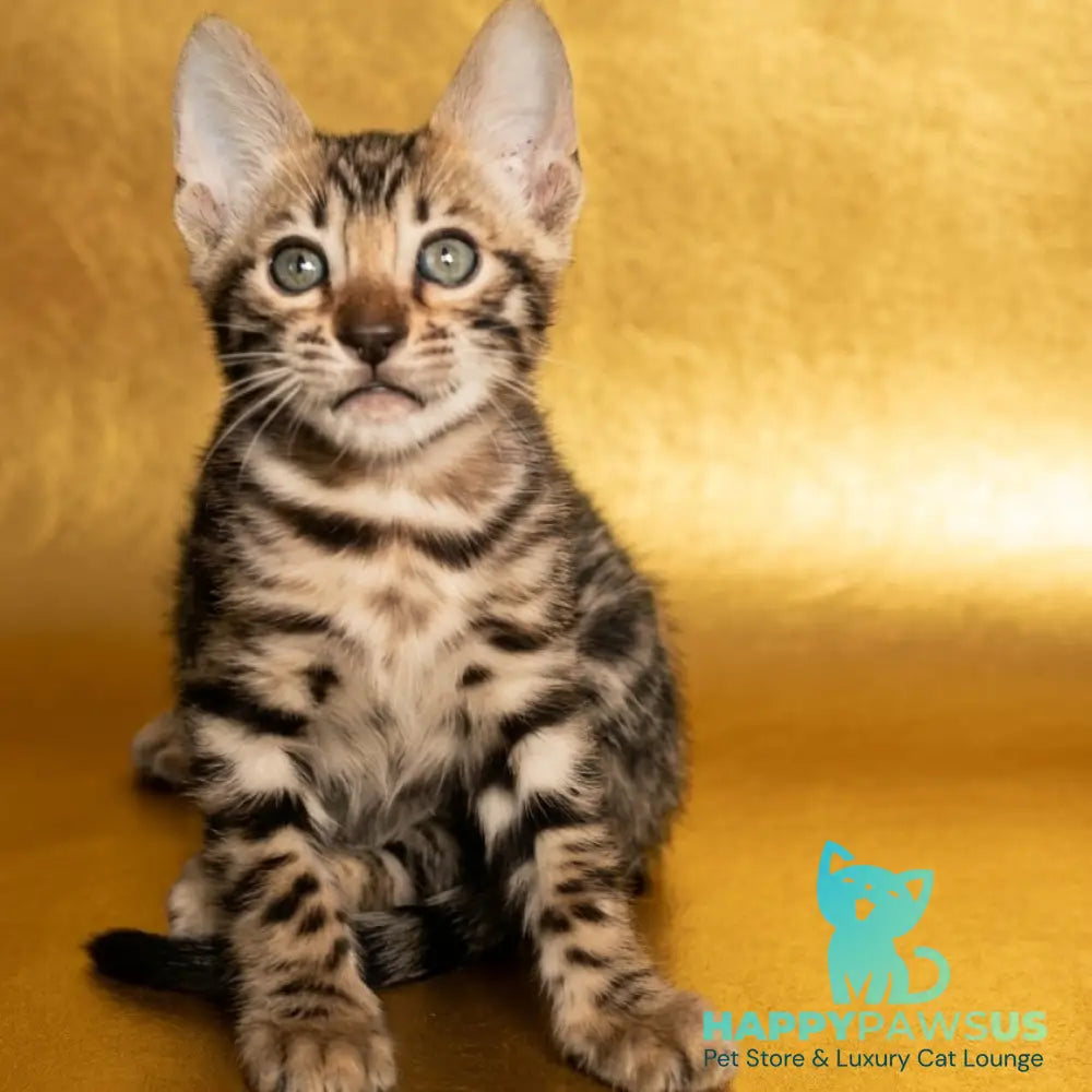 Bohemia Bengal female black spotted tabby - live animals