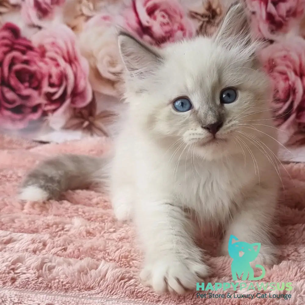 Boleslav Siberian male blue tabby pointed with white - live animals