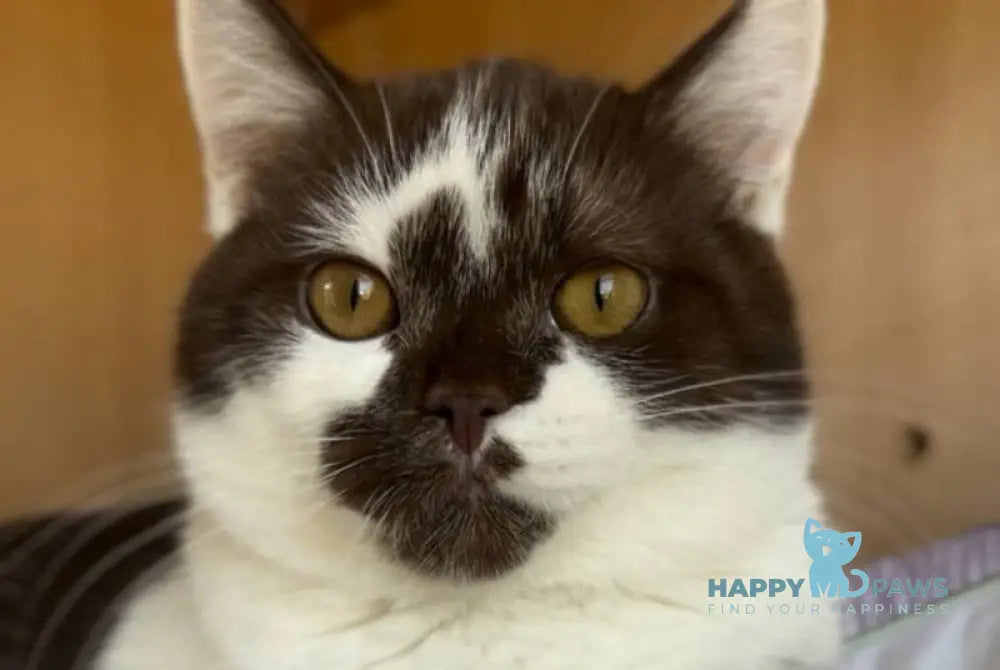 Bombay British Shorthair male chocolate bicolour live animals