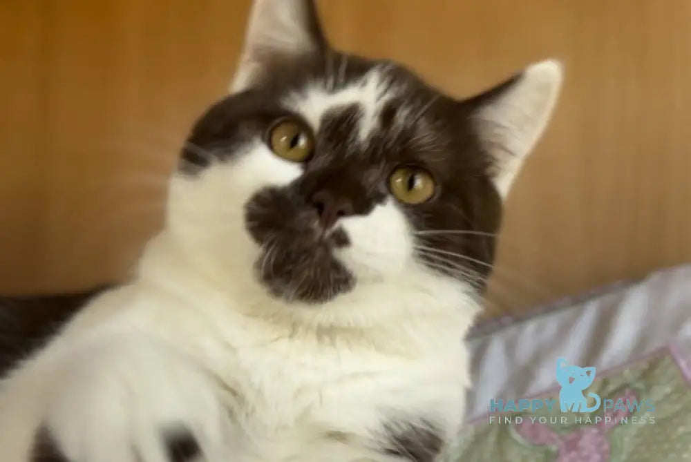 Bombay British Shorthair male chocolate bicolour live animals