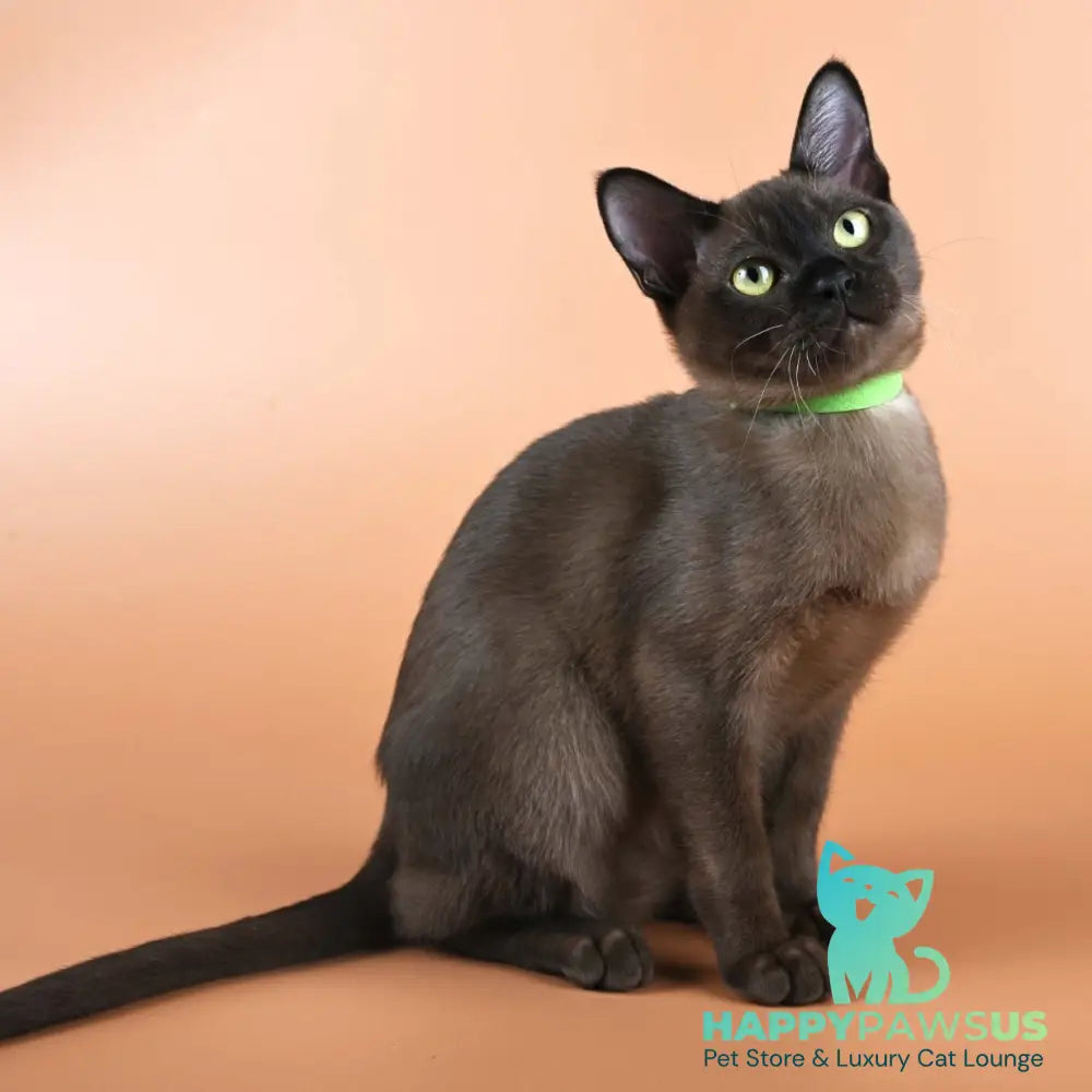Bon Burmese male black - live animals
