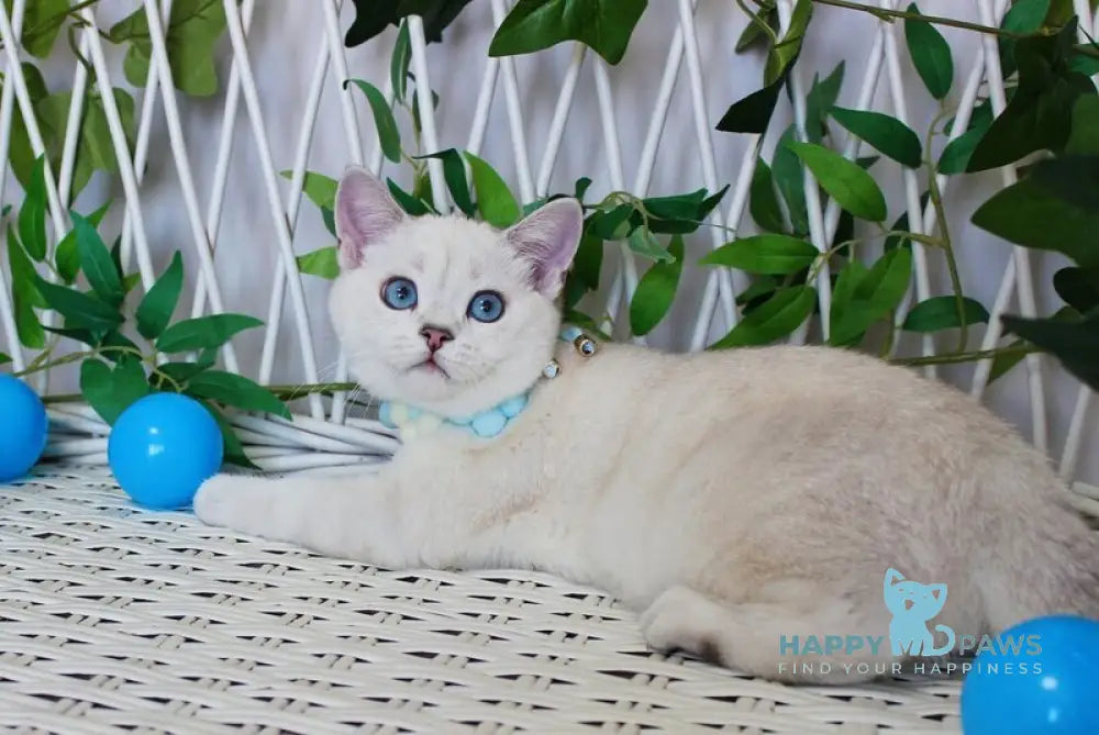 Bon-Bon Scottish Straight male blue silver shaded pointed live animals