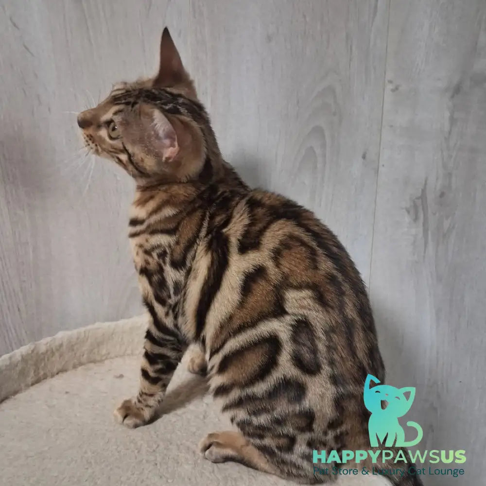 Bona Bengal female black spotted tabby - live animals
