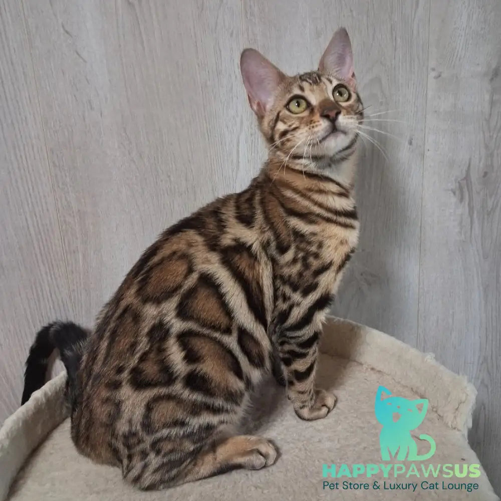 Bona Bengal female black spotted tabby - live animals