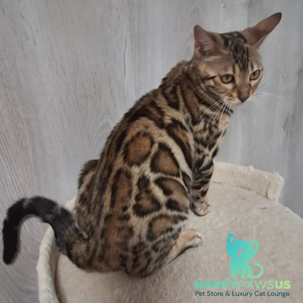 Bona Bengal female black spotted tabby - live animals