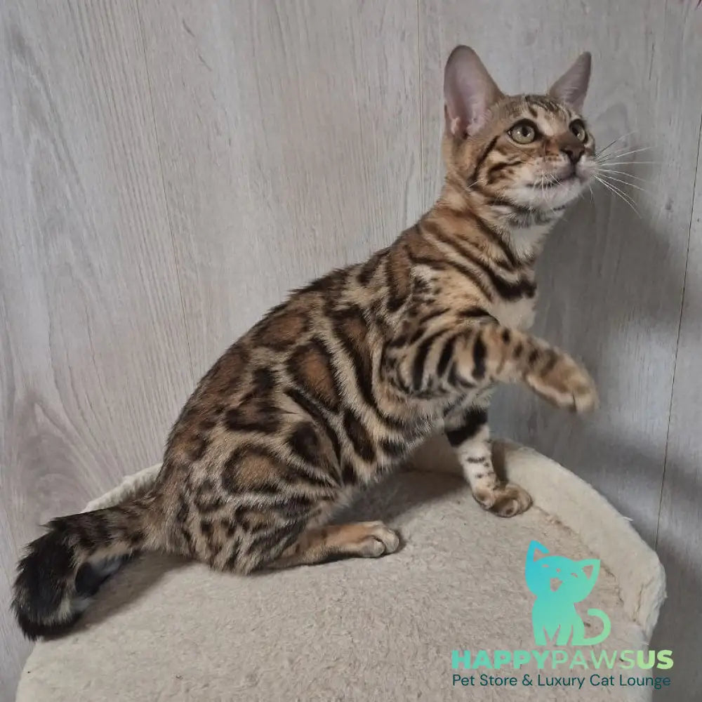 Bona Bengal female black spotted tabby - live animals
