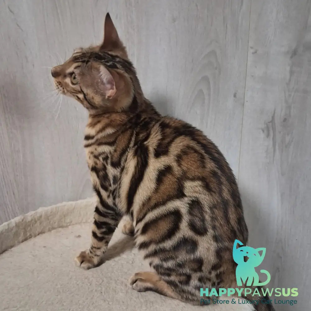 Bona Bengal female black spotted tabby - live animals