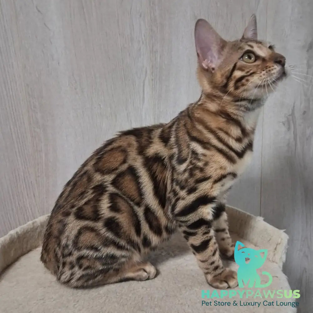 Bona Bengal female black spotted tabby - live animals