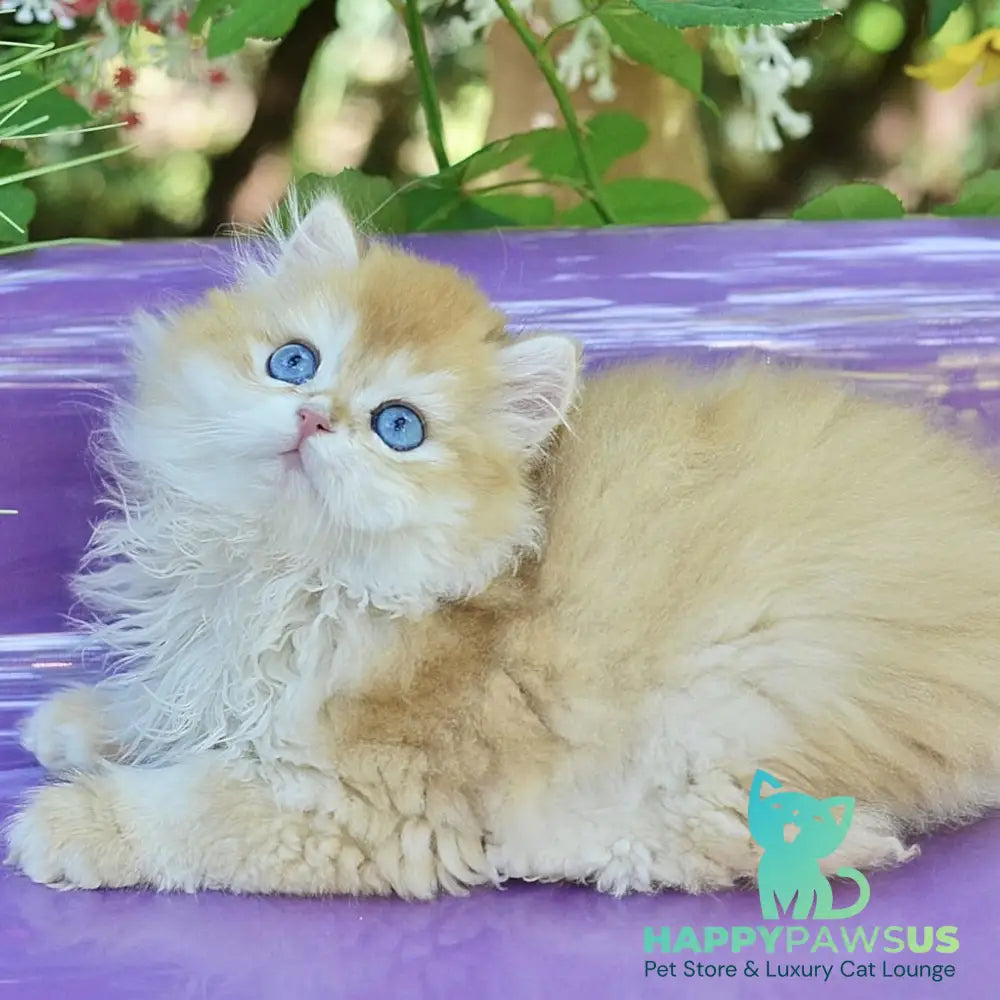 Bonbon British Longhair male black golden with white chinchilla