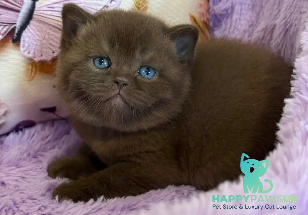 Boniface British Shorthair male chocolate - live animals