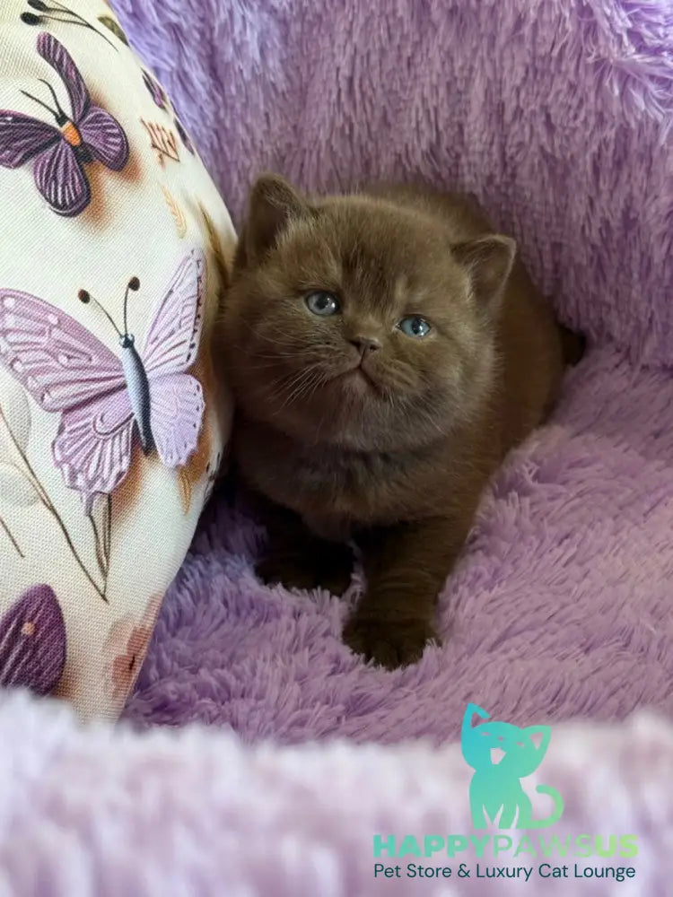 Boniface British Shorthair male chocolate - live animals