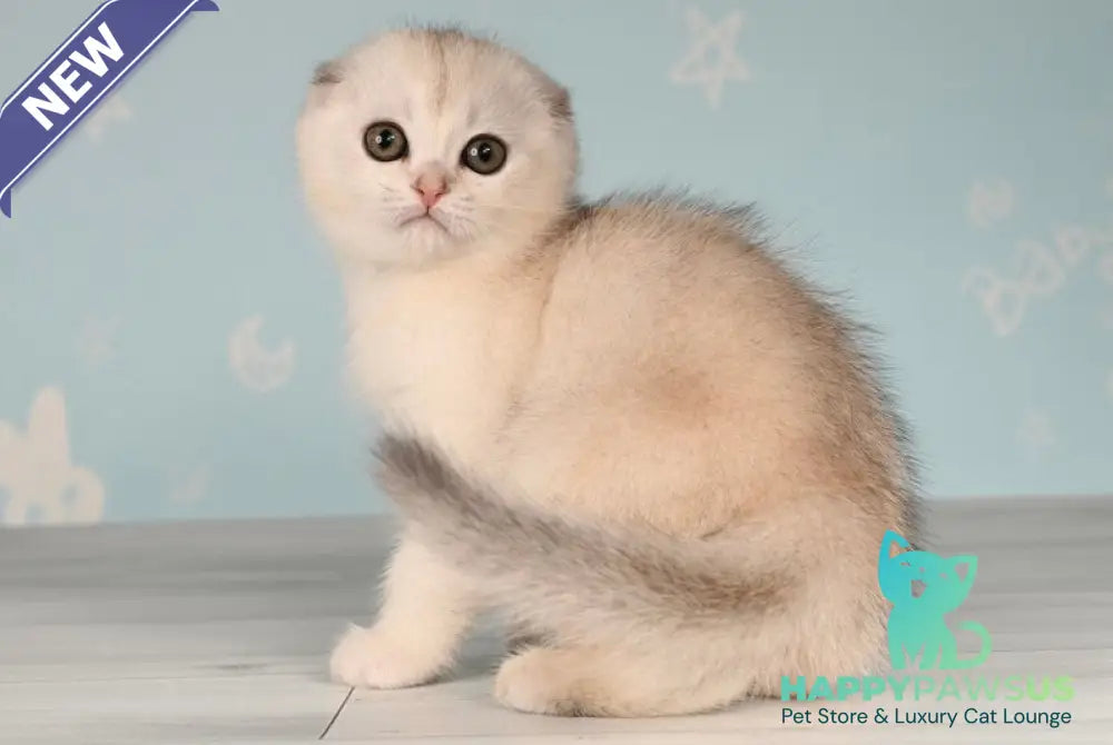 Boniface Scottish Fold male black silver shaded - live animals