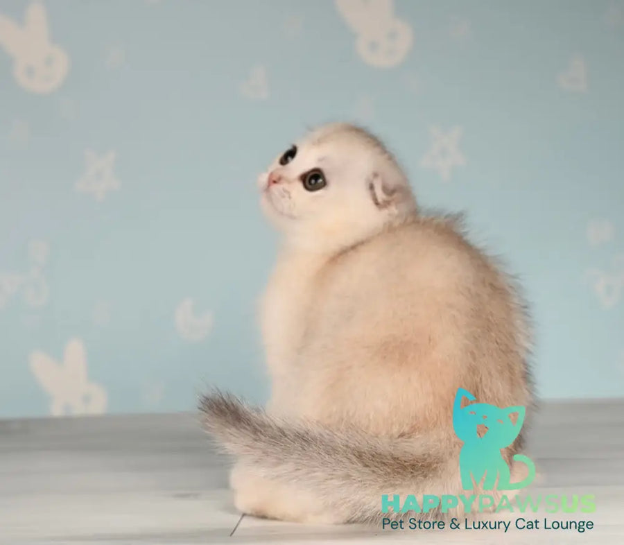 Boniface Scottish Fold male black silver shaded - live animals