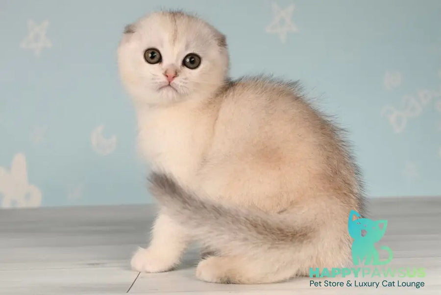 Boniface Scottish Fold male black silver shaded - live animals