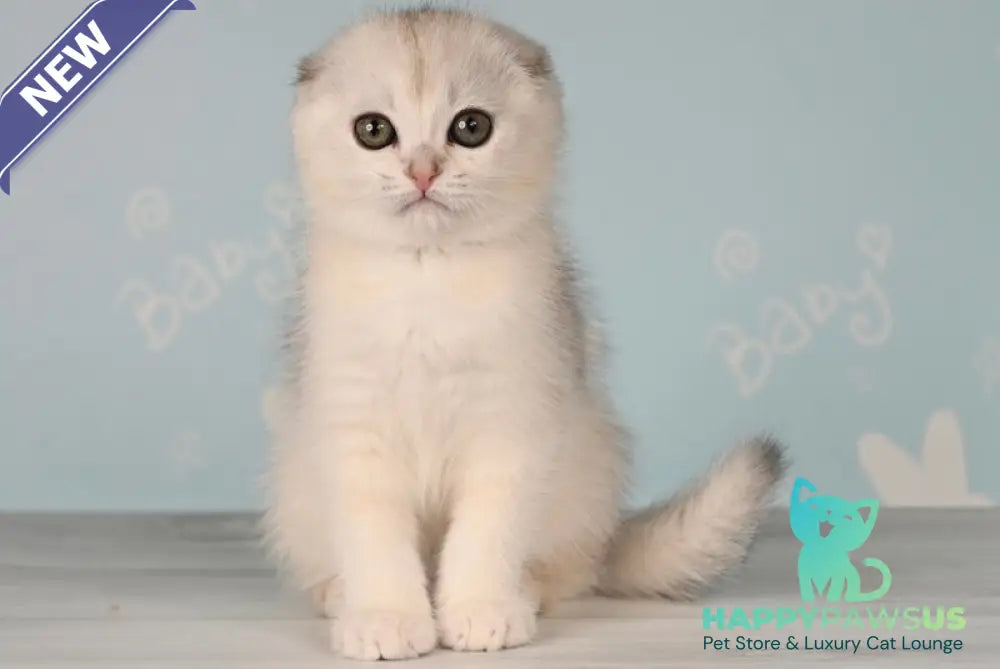 Boniface Scottish Fold male black silver shaded - live animals