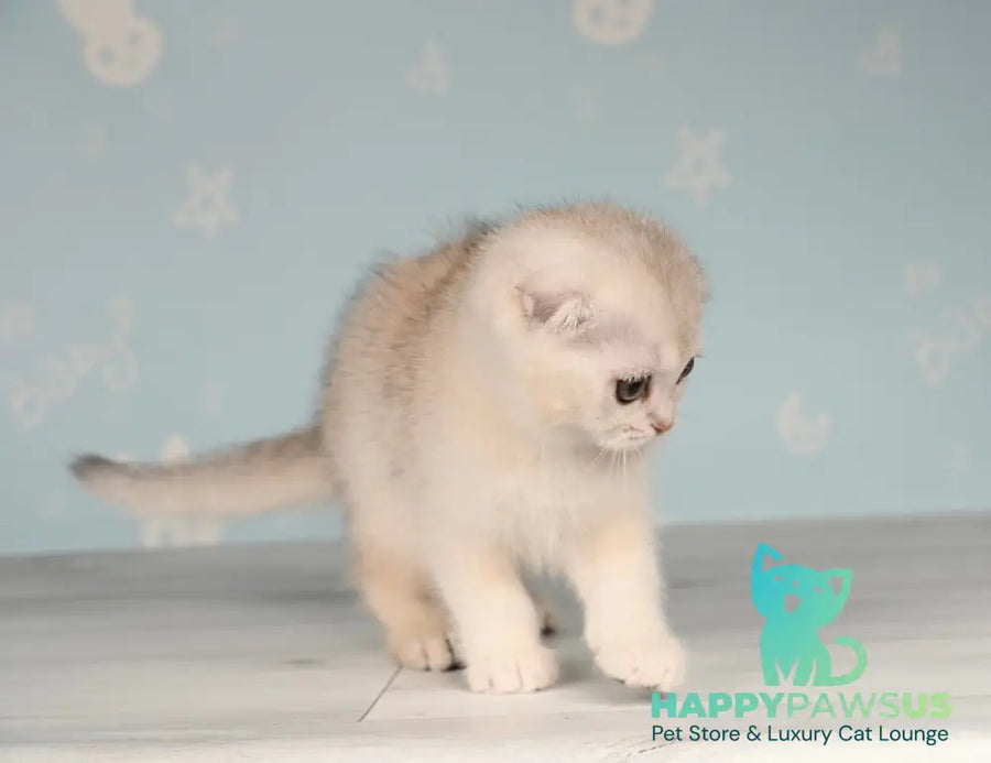 Boniface Scottish Fold male black silver shaded - live animals