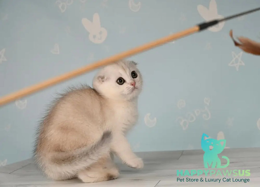 Boniface Scottish Fold male black silver shaded - live animals