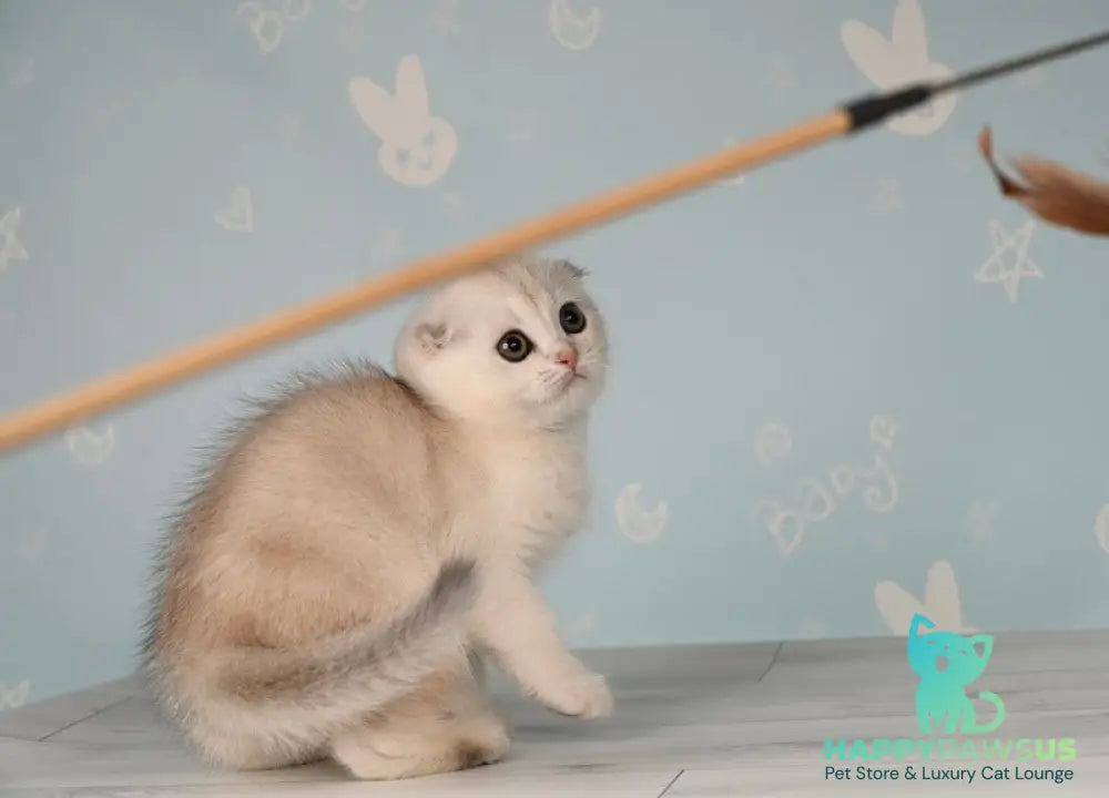 Boniface Scottish Fold male black silver shaded - live animals