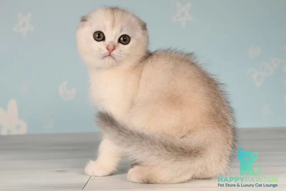 Boniface Scottish Fold male black silver shaded - live animals