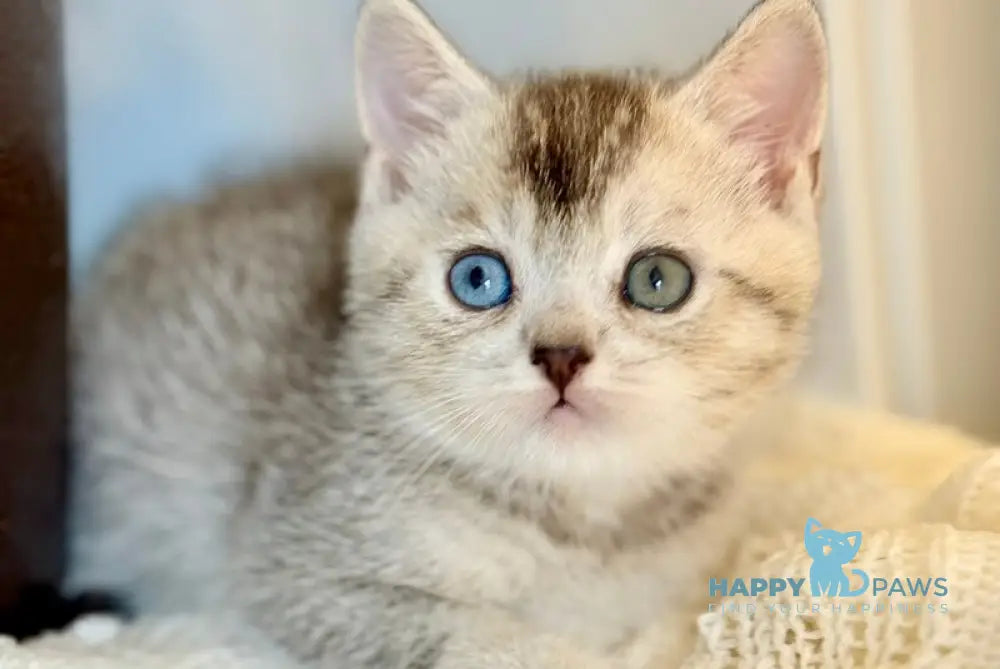 Bonik British Shorthair male black silver ticked tabby live animals