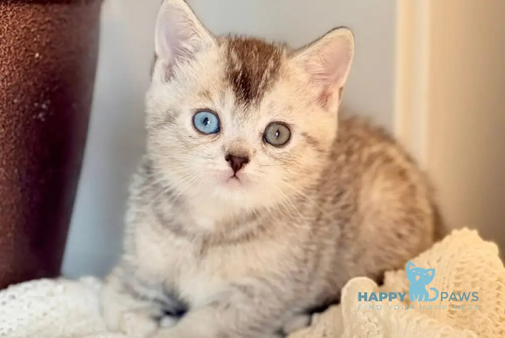 Bonik British Shorthair male black silver ticked tabby live animals