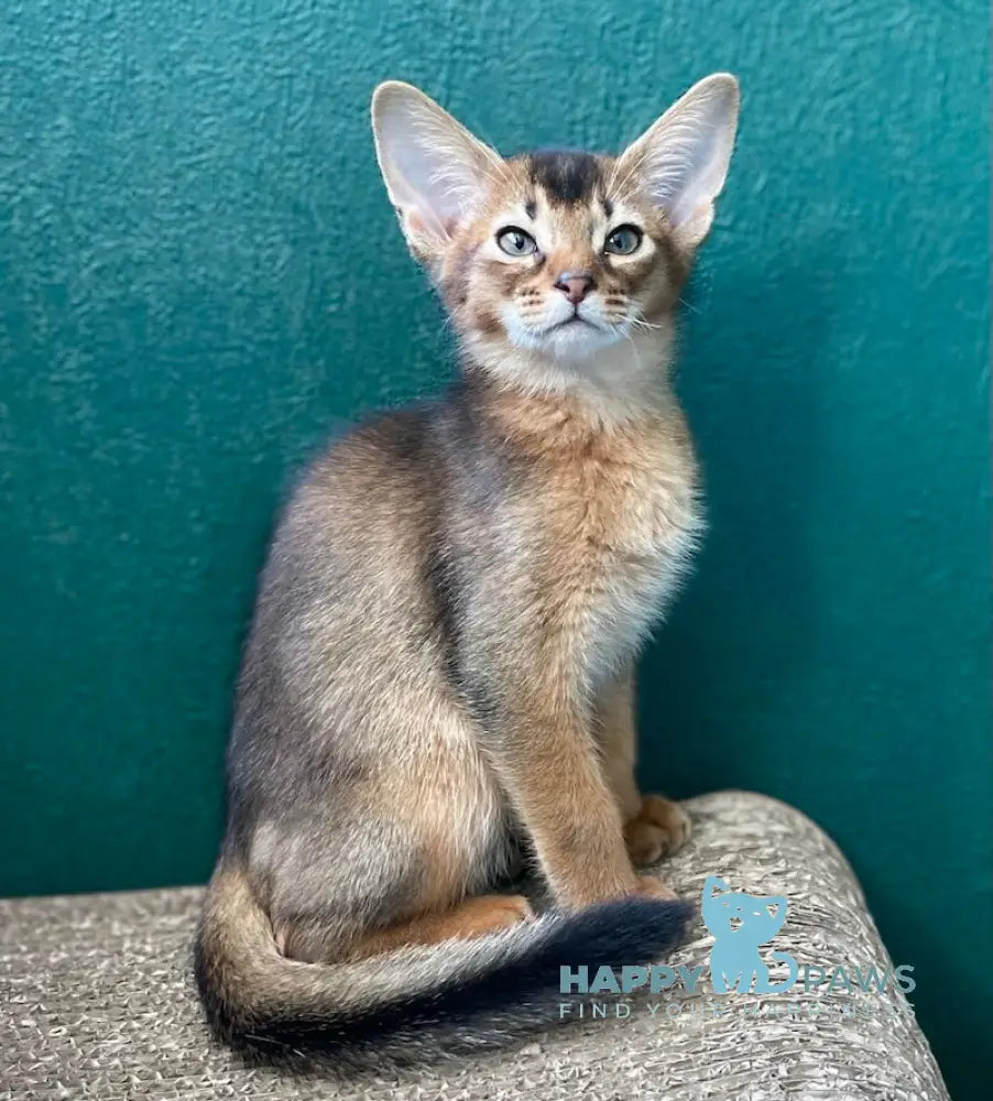 Bonita Abyssinian female ruddy live animals