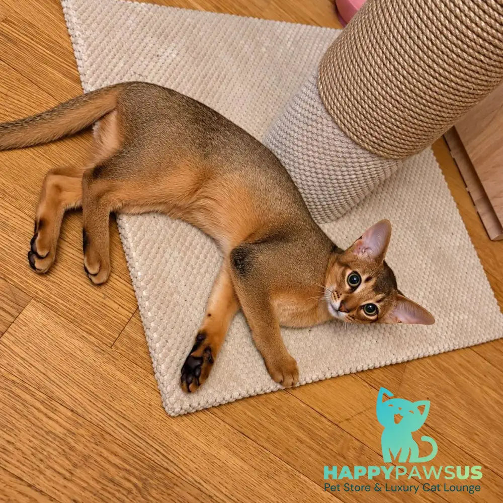 Bonita Abyssinian female ruddy - live animals