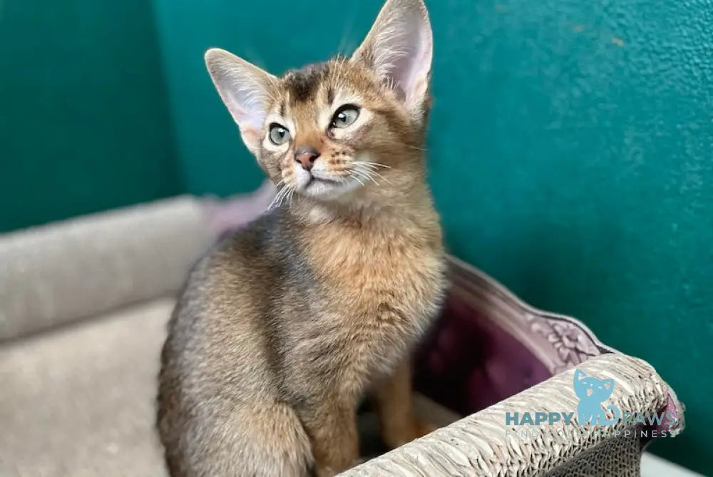 Bonita Abyssinian female ruddy live animals