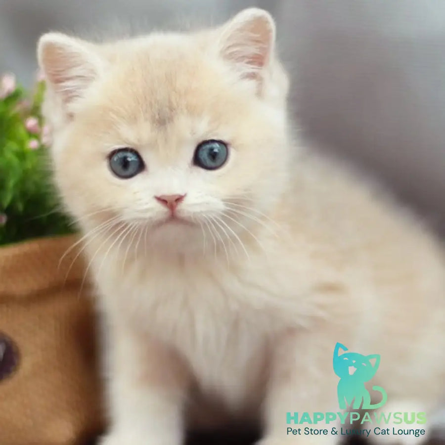 Bonita British Shorthair female blue golden shaded - live animals