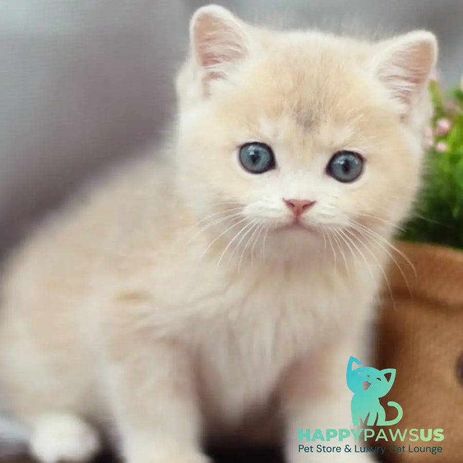 Bonita British Shorthair female blue golden shaded - live animals