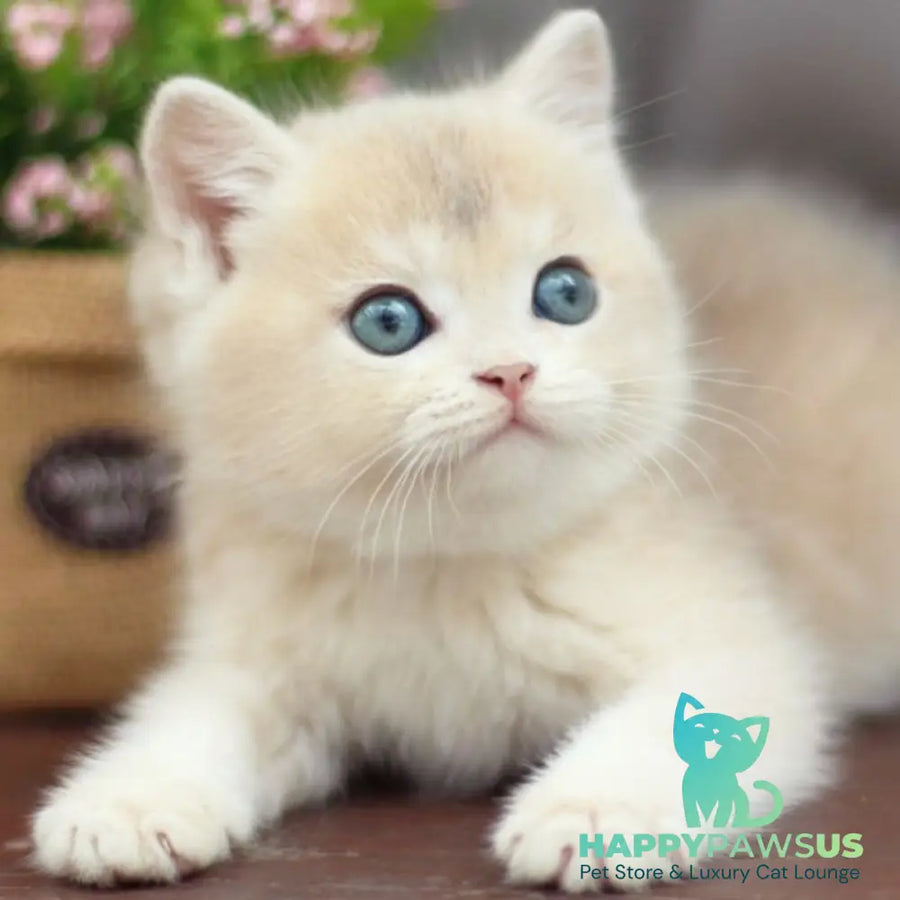 Bonita British Shorthair female blue golden shaded - live animals