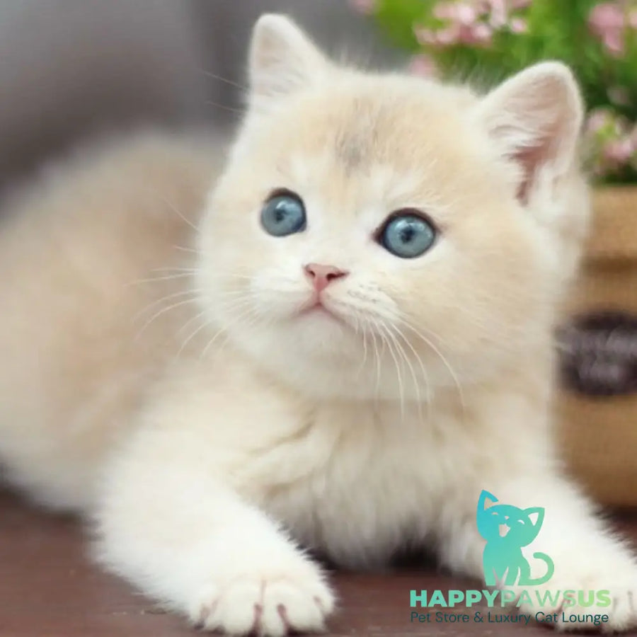 Bonita British Shorthair female blue golden shaded - live animals