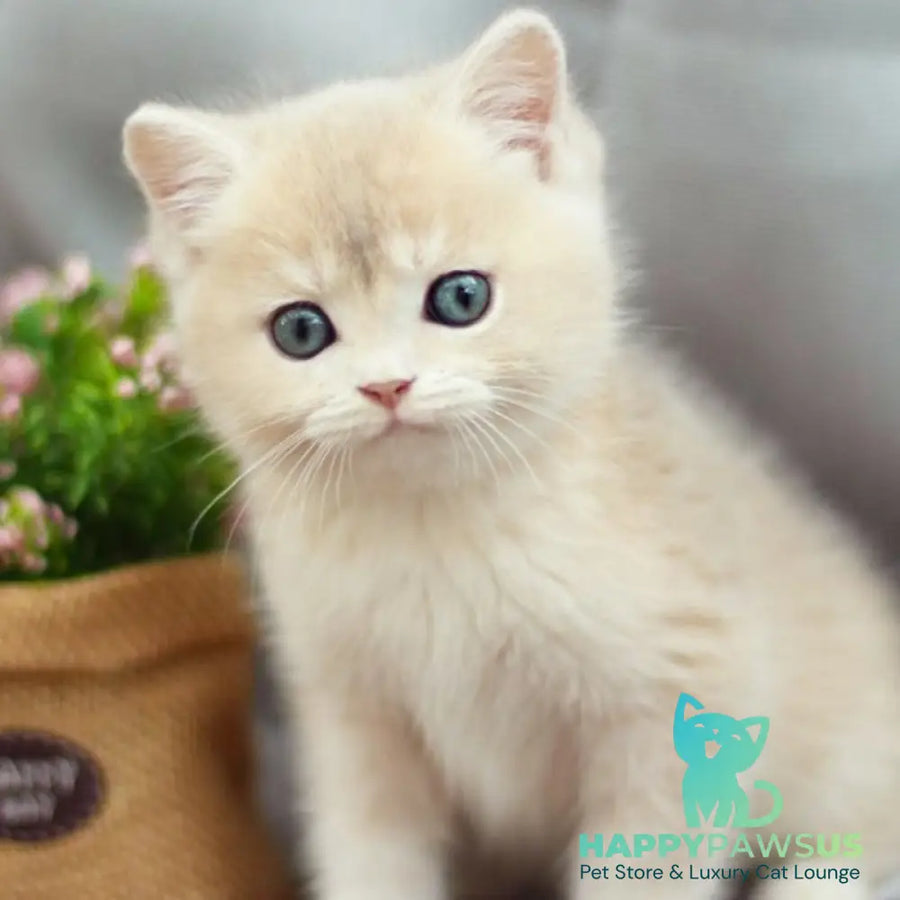 Bonita British Shorthair female blue golden shaded - live animals