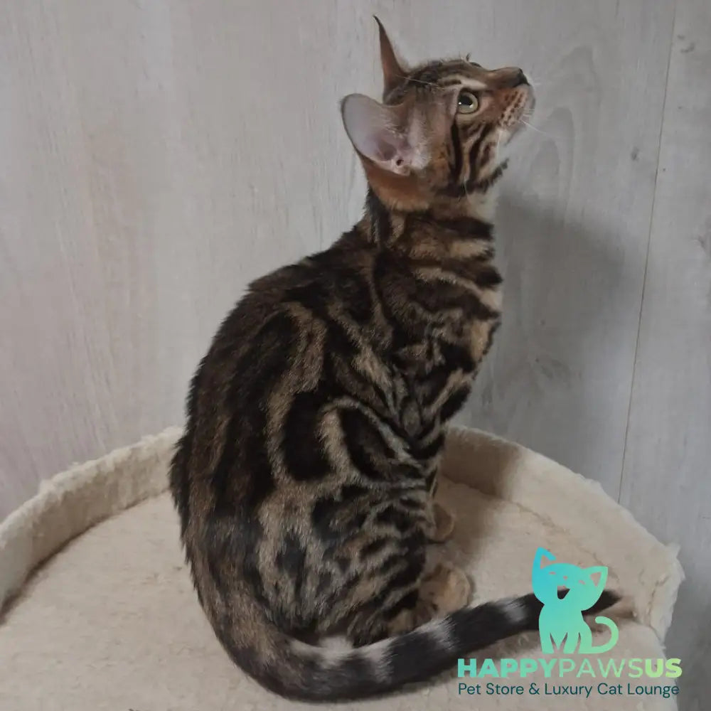 Bonnie Bengal female black spotted tabby - live animals