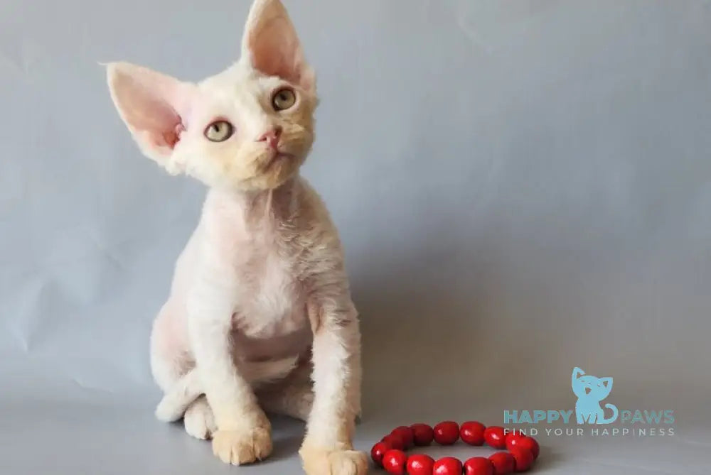 Bonnie Devon Rex female white live animals