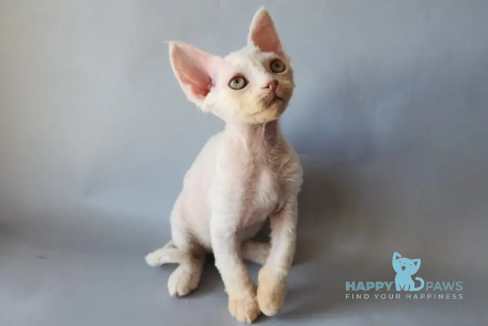 Bonnie Devon Rex female white live animals