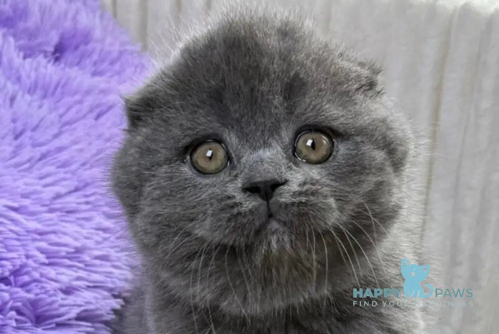 Bonnie Scottish Fold female blue live animals