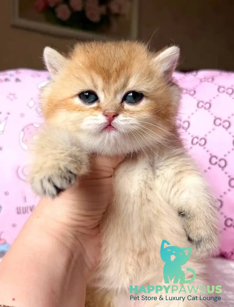Bonya British Shorthair female black golden shaded - live animals