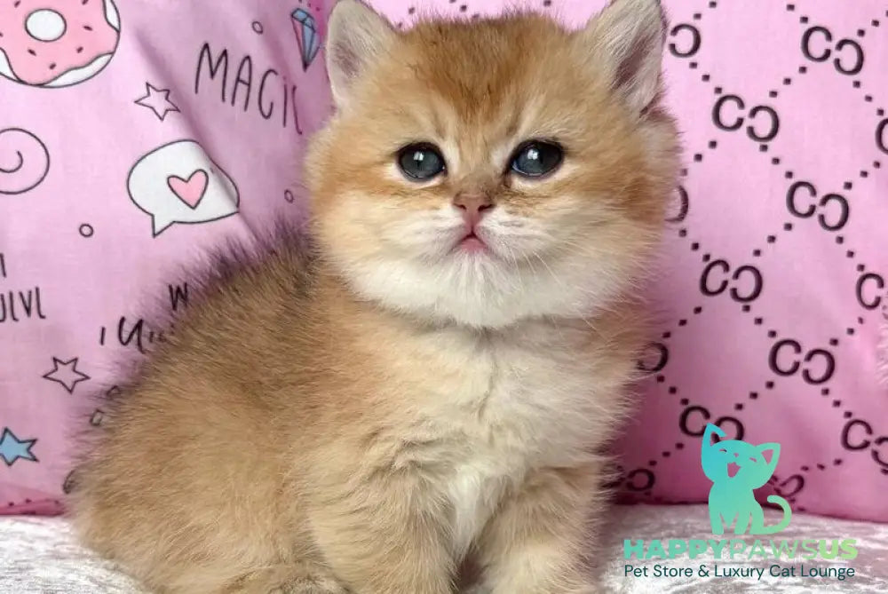 Bonya British Shorthair female black golden shaded - live animals
