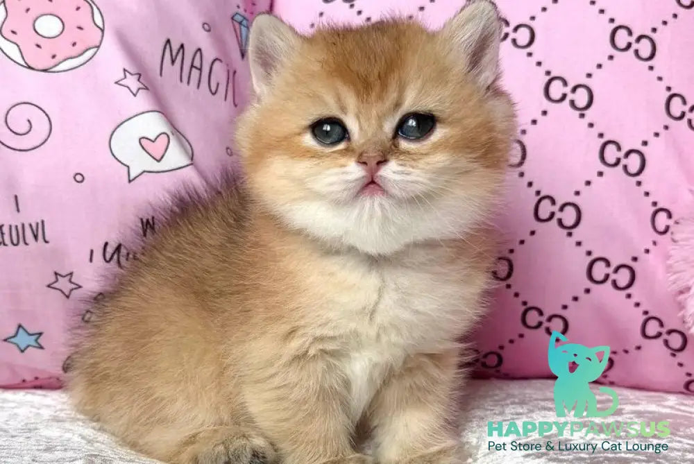 Bonya British Shorthair female black golden shaded - live animals
