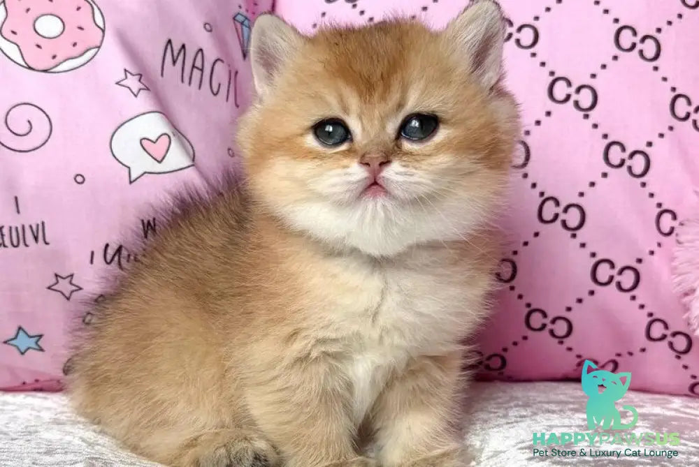 Bonya British Shorthair female black golden shaded - live animals